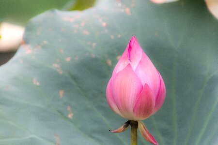 Flourished lotus vietnam photo