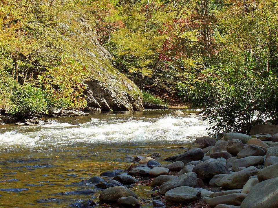 Trees nature river bed