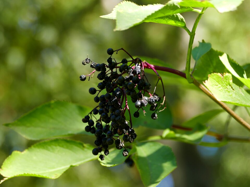 Fruits autumn nature