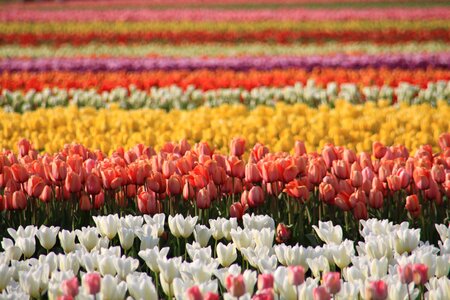 Skagit county tulip festival