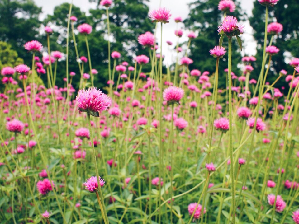 Longwood gardens pink spike
