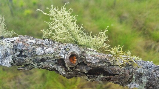 Grass wood flora