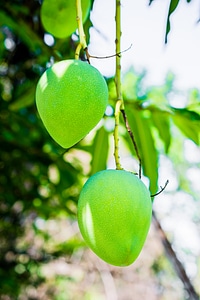 Fruits fruit green mango