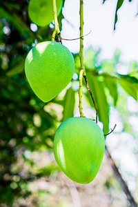 Fruits fruit green mango photo