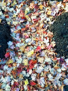 Natural foliage autumnal photo