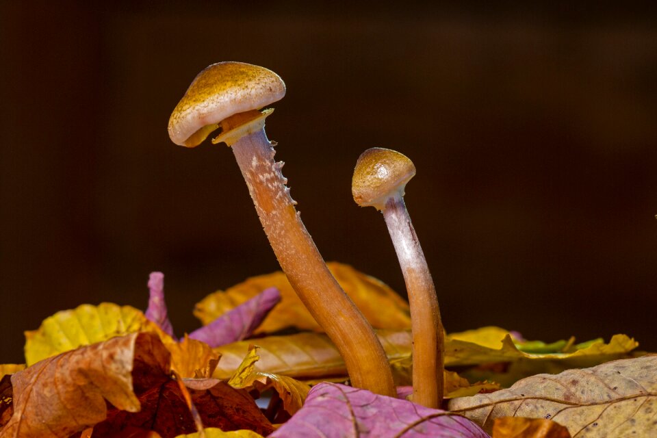 Forest mushroom agaric autumn