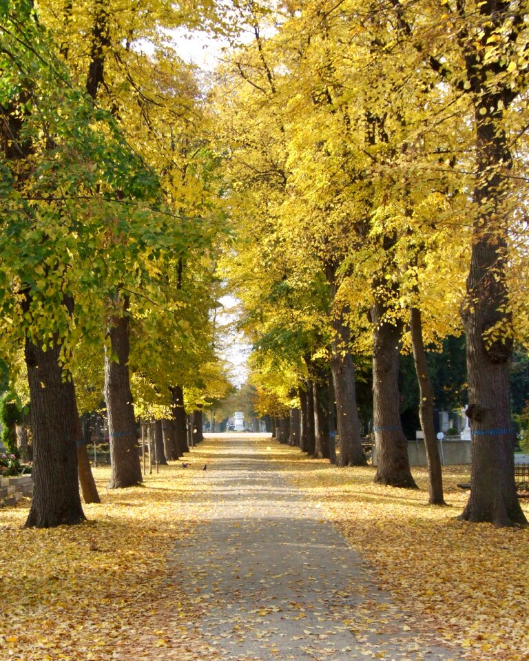 Avenue autumn mood trees