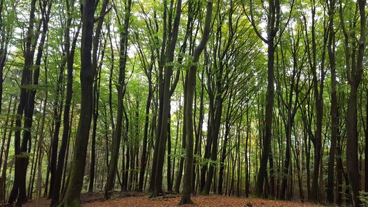 Tree leaf deciduous forest photo