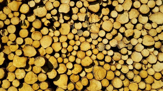 Timber harvesting nature forest