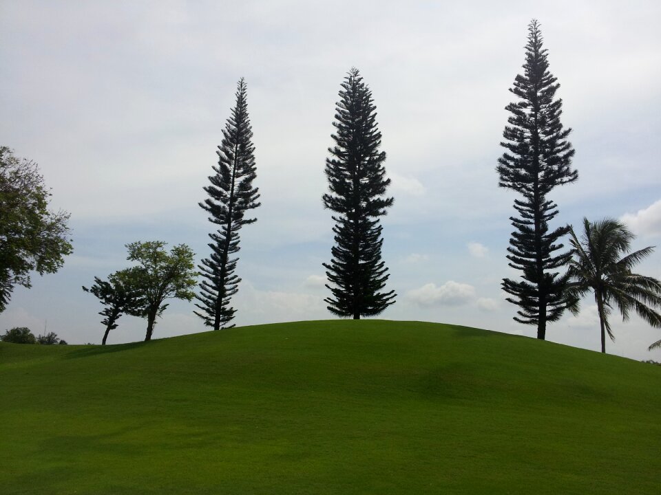 This mood of free greenery