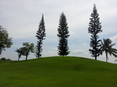 This mood of free greenery