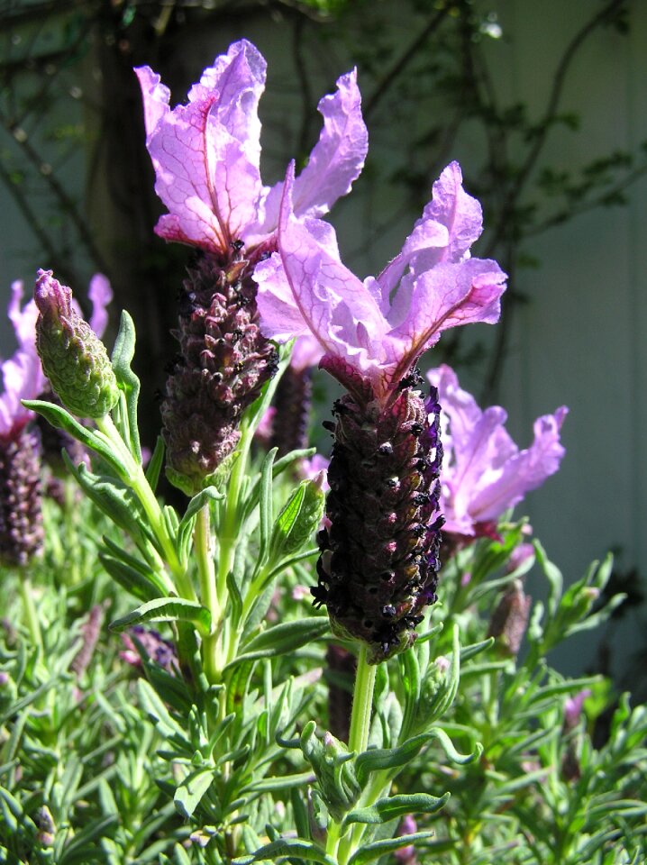 Plant garden nature