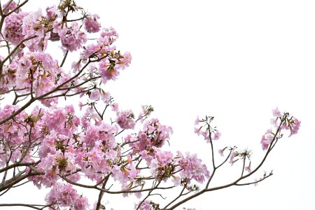 Nature spring flowers pink flower