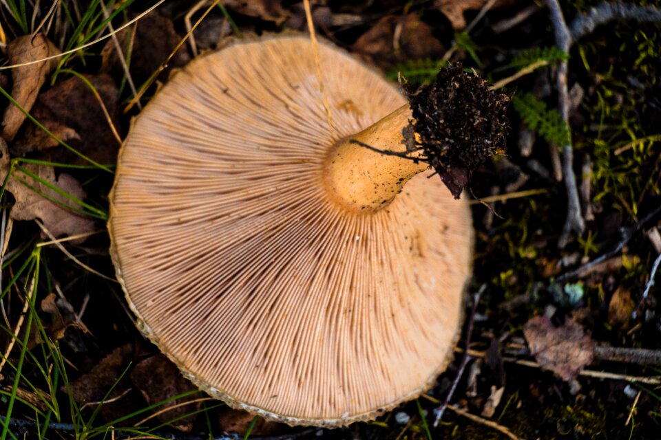 Nature mushrooms poisonous mushroom
