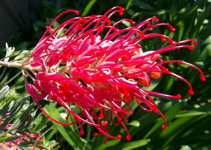 Unusual velvety nature