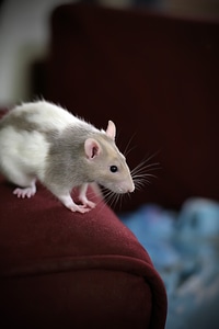 Rodent mouse mammal photo