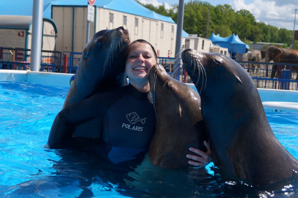 Fun mammal sea lion