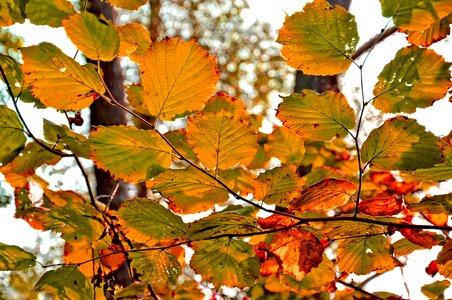 Foliage autumn autumn colours photo