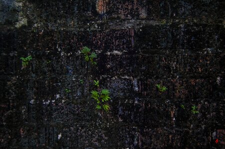 Old brick texture