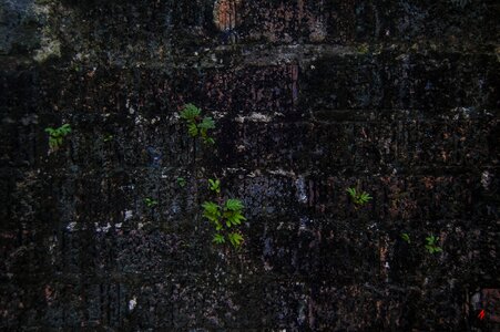 Old brick texture photo