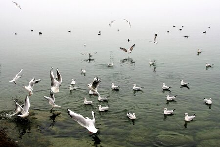 Autumn wings lake