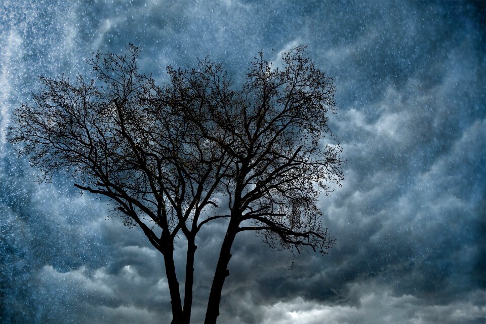 Tree rain nature