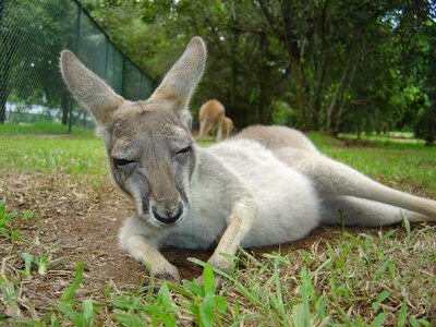 Animal australia