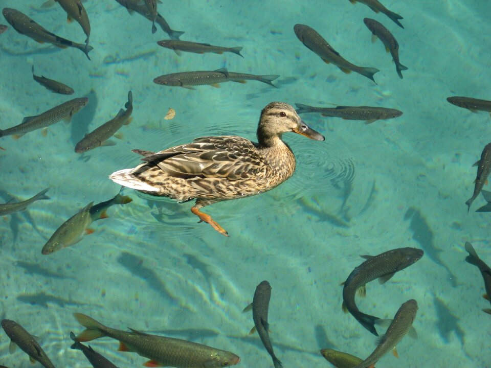 Duck fish water