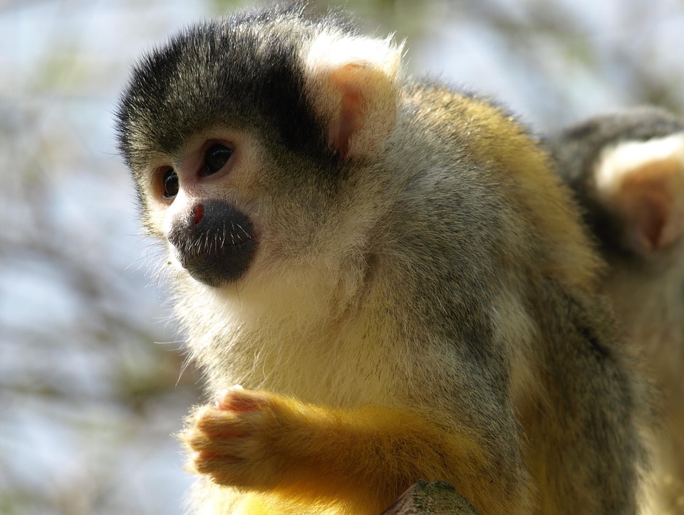 Animal creature cute