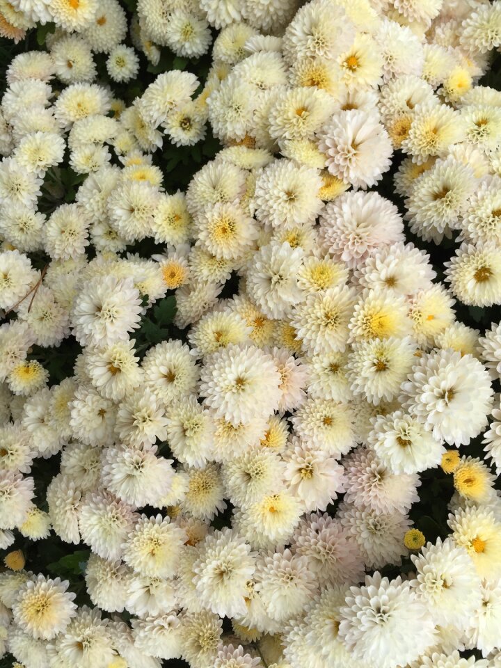 Ivory flower chrysanthemum festival