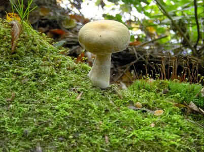 Forest mushroom forest floor autumn photo