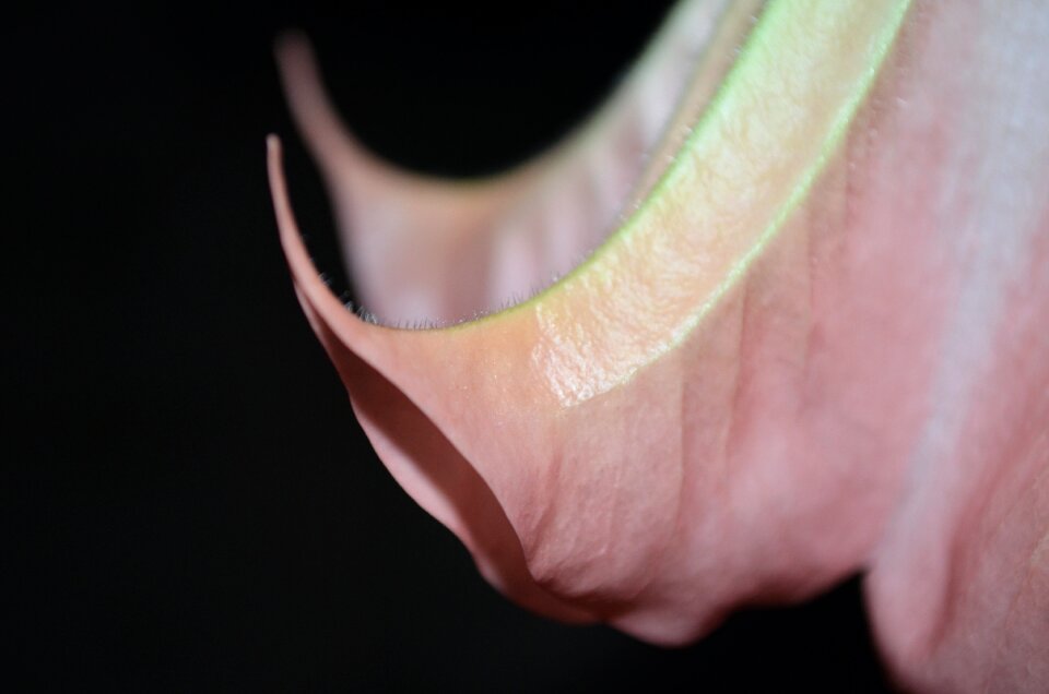 Brugmansia plant pink