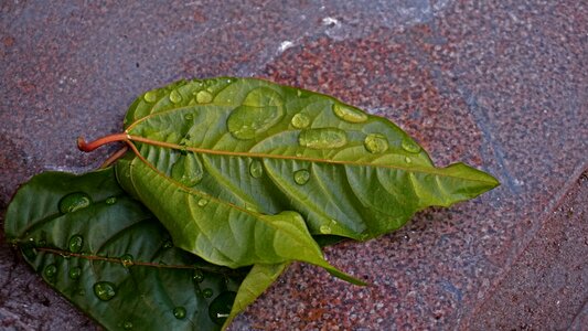 Drops dew green leaves