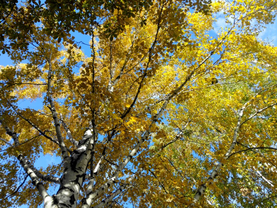 Bright day yellow leaves russia