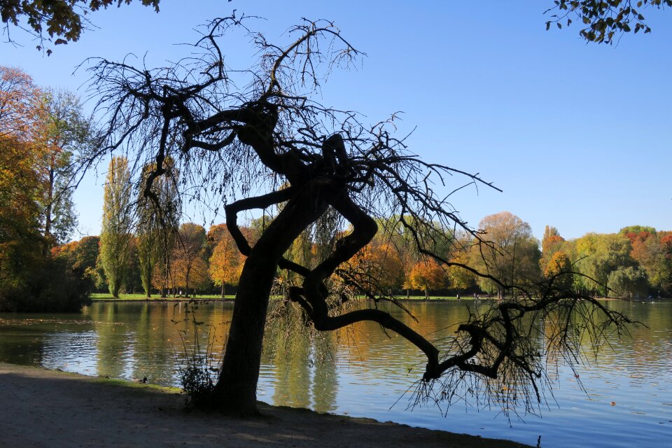 Autumn tree kleinhesseloher lake