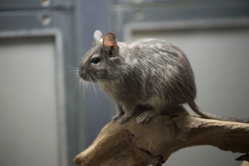 Animals gerbil animal