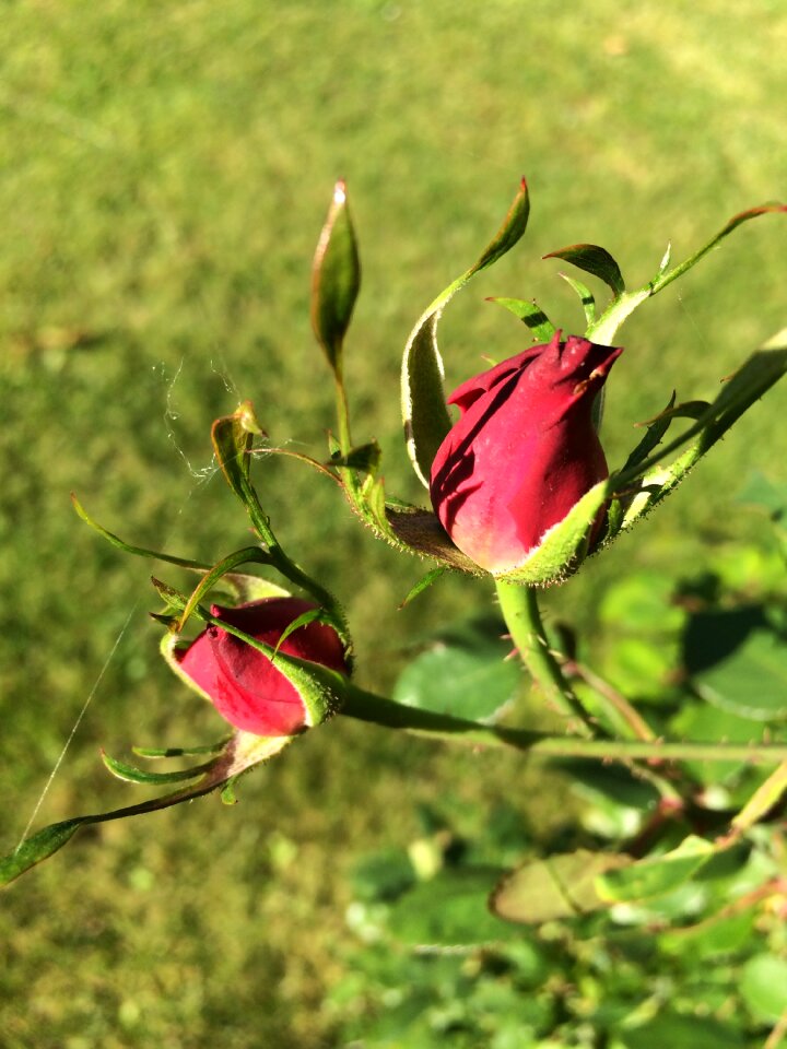 Garden flower thorn