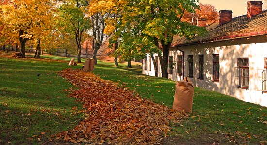 Foliage autumn autumn gold photo