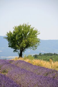 Summer lavender blossom tree in the lavender field photo