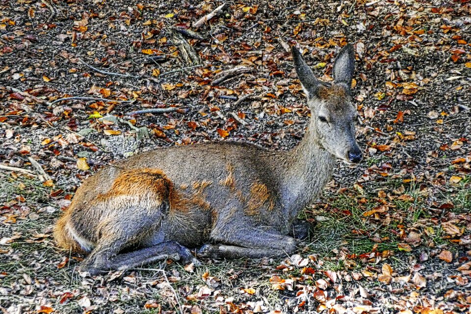 Wild animal freilebend forest
