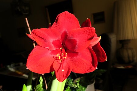 Knights star amaryllis flower photo