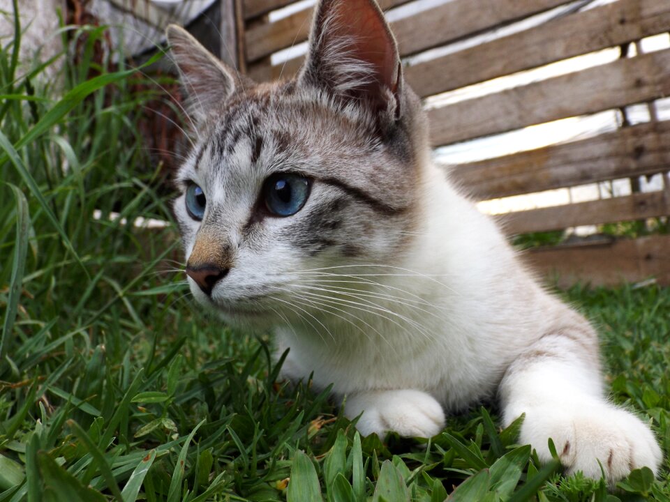 Cute kitten domestic animals