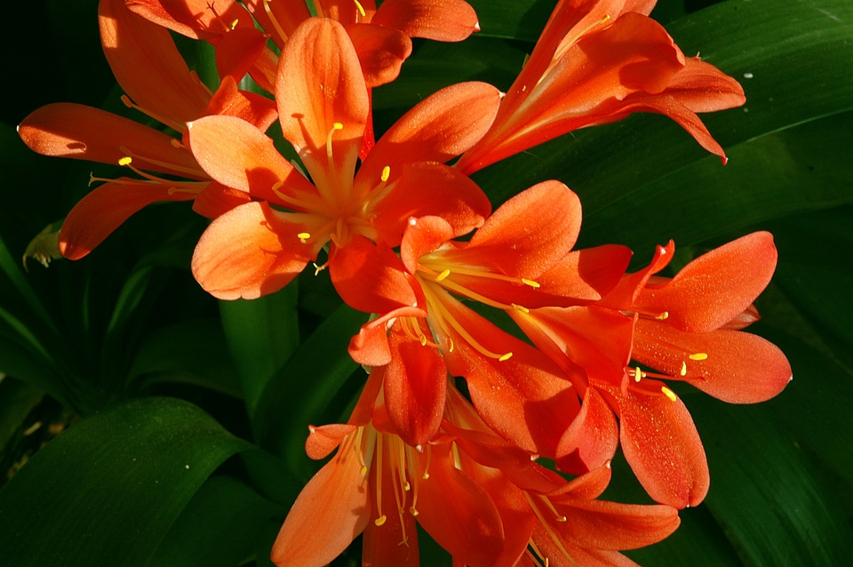 Blossom bloom nature