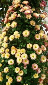 Flowers white some pink