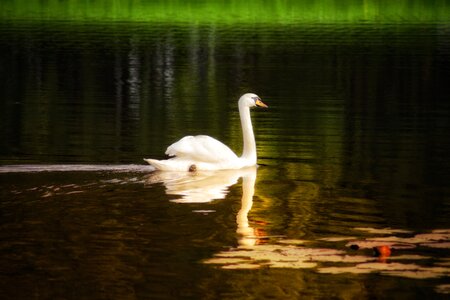 White bird animal photo