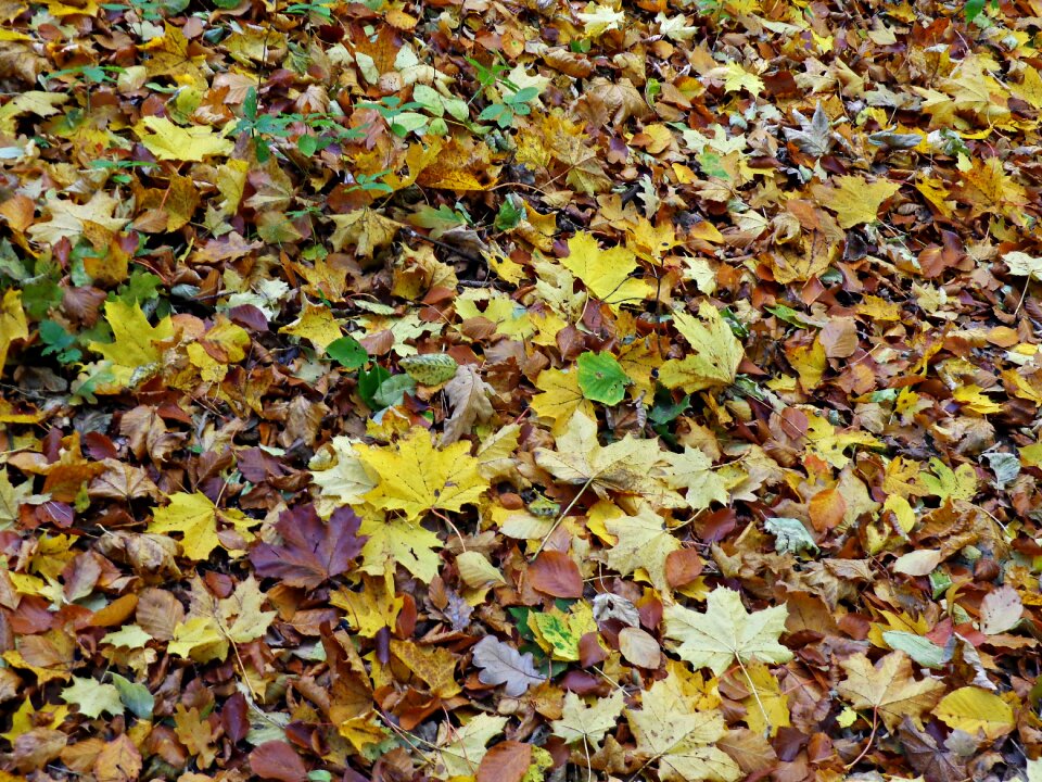 Yellow leaves forest seasons of the year