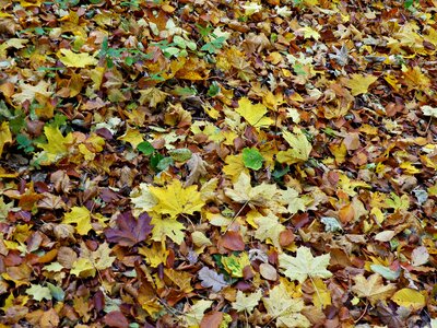 Yellow leaves forest seasons of the year photo