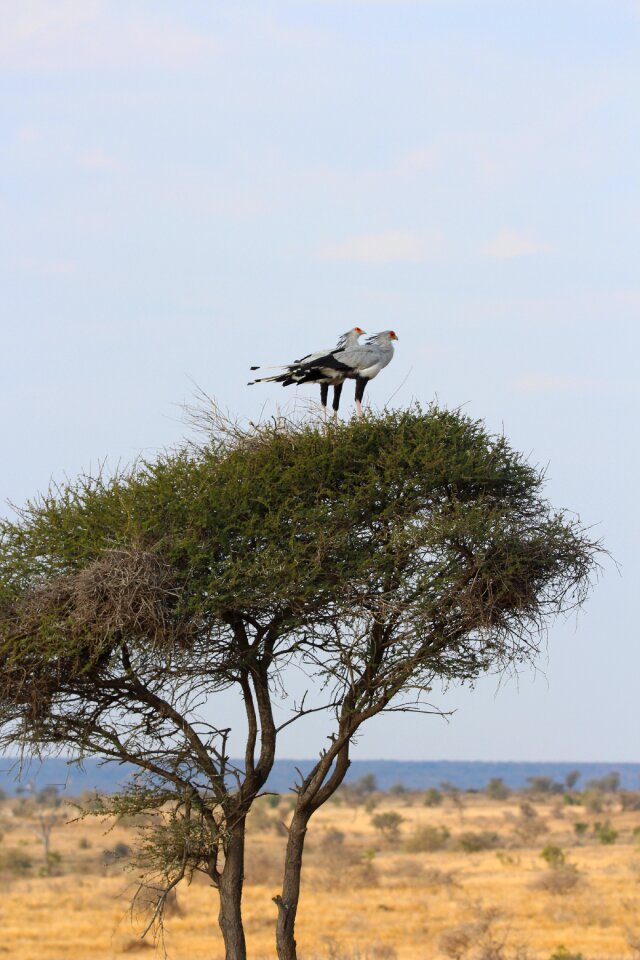 Birdlife africa nature
