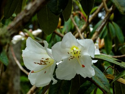 White flower plant tree
