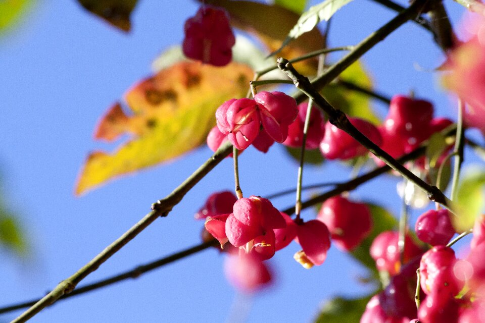 Red autumn ordinary spindle shrub